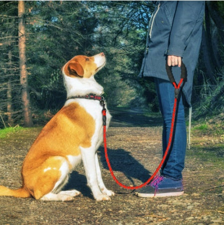 Laisse réfléchissante en nylon pour chien, corde pour chien de petite, moyenne et grande taille, pour la marche et l'entraînement, fournitures pour animaux de compagnie.