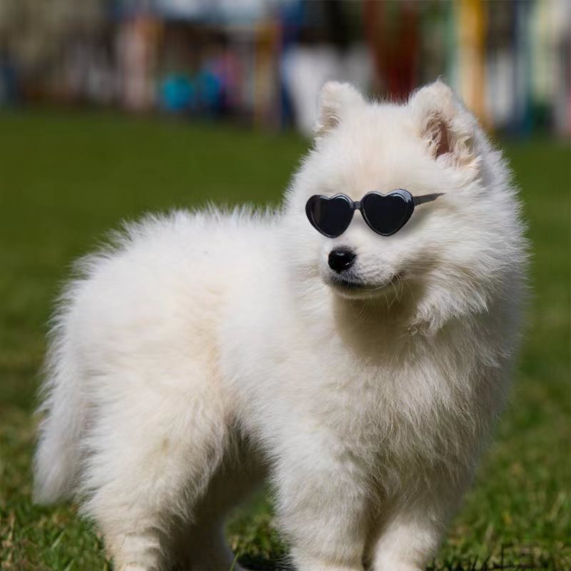 Accessoires de jouets pour animaux en lunettes de poupée.